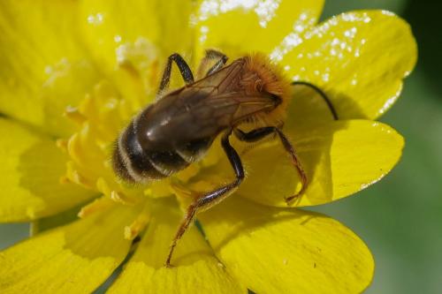 Andrena sp.